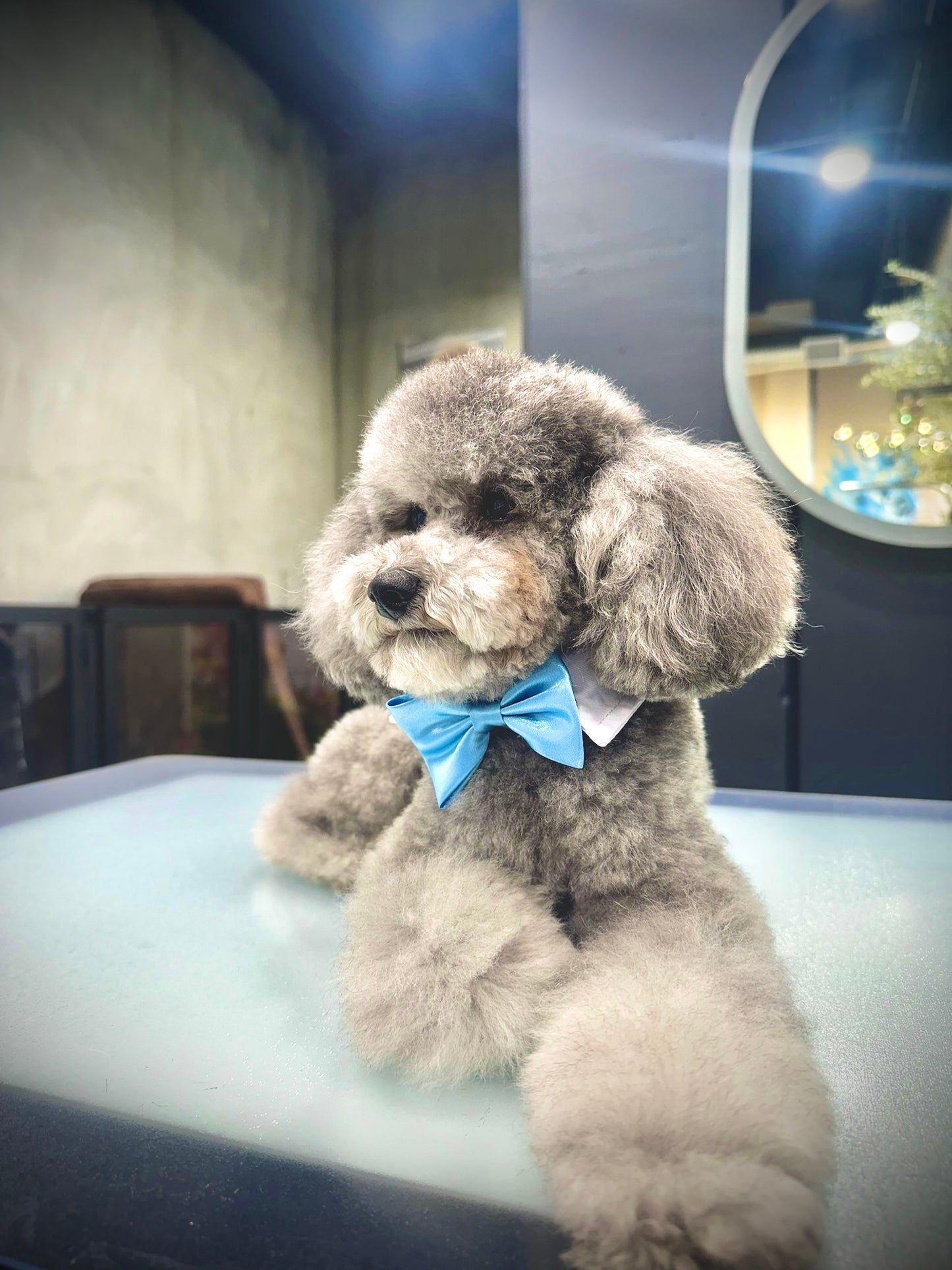 Mini Bow ties for pets