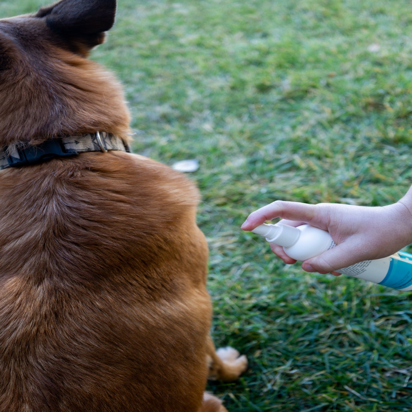 Cucumber and Melon Pet Spray