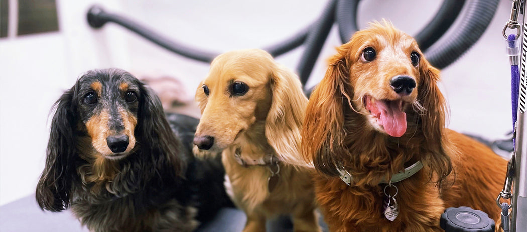 Three smiling Daschunds.