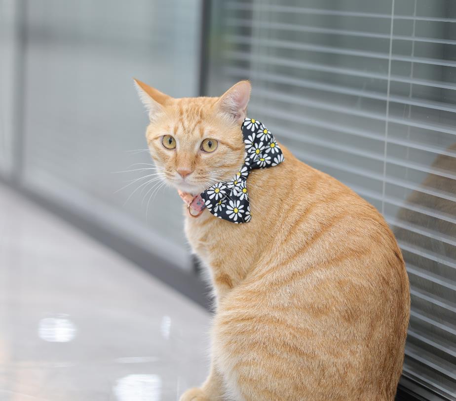 Pet Bowtie Accessories