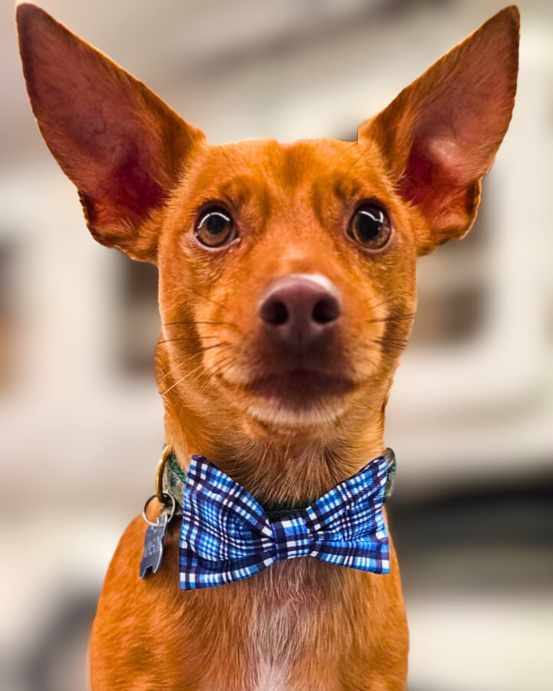 A brown dog wearing a blue bow tie