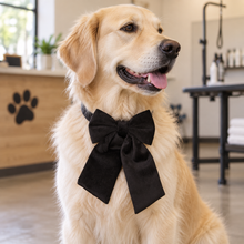Pet bowtie X-Large accessories