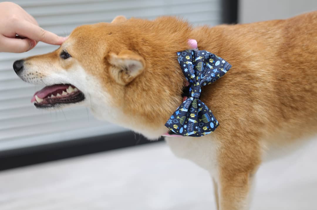 Woof Woof Pet Velvet Bowtie