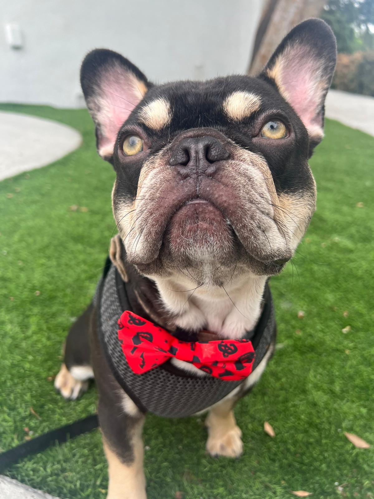 Woof Woof Pet Velvet Bowtie