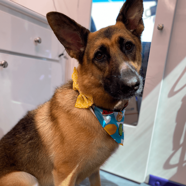 HG Deshedding moisturizing shampoo - Go Hollywood Grooming