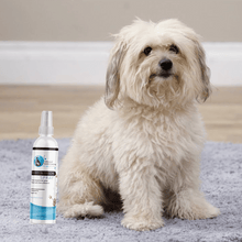 Hollywood Grooming Cherry Blossom Pet Body Spray with Long - lasting Fragrance - Go Hollywood Grooming