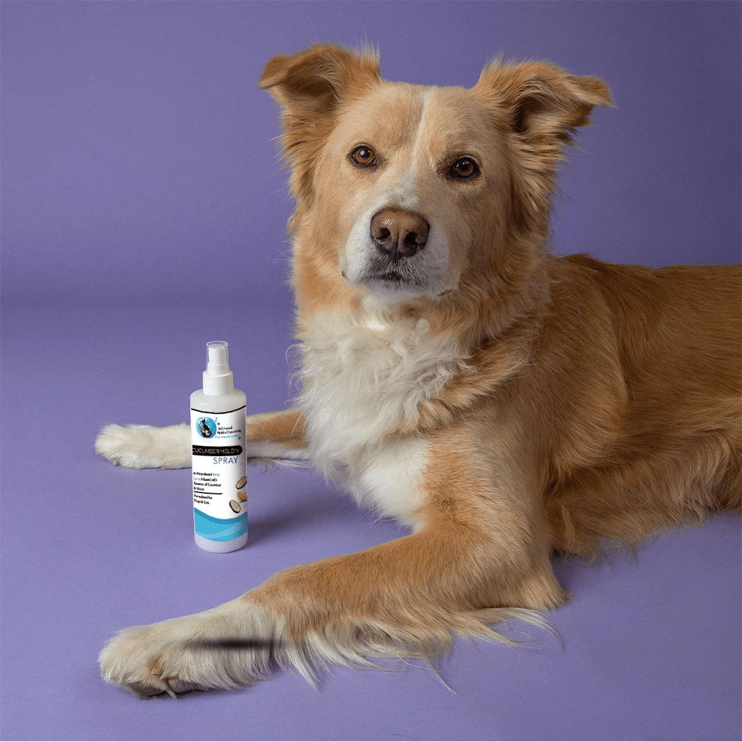 Hollywood Grooming Cucumber and Melon Pet Spray, Refreshing and Soothing Solution - Go Hollywood Grooming