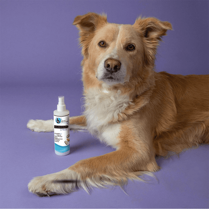 Hollywood Grooming Cucumber and Melon Pet Spray, Refreshing and Soothing Solution - Go Hollywood Grooming