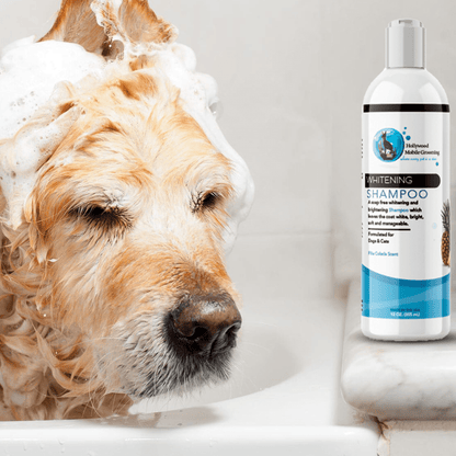 Hollywood Grooming Soap Free Whitening Shampoo 12 Oz - Go Hollywood Grooming