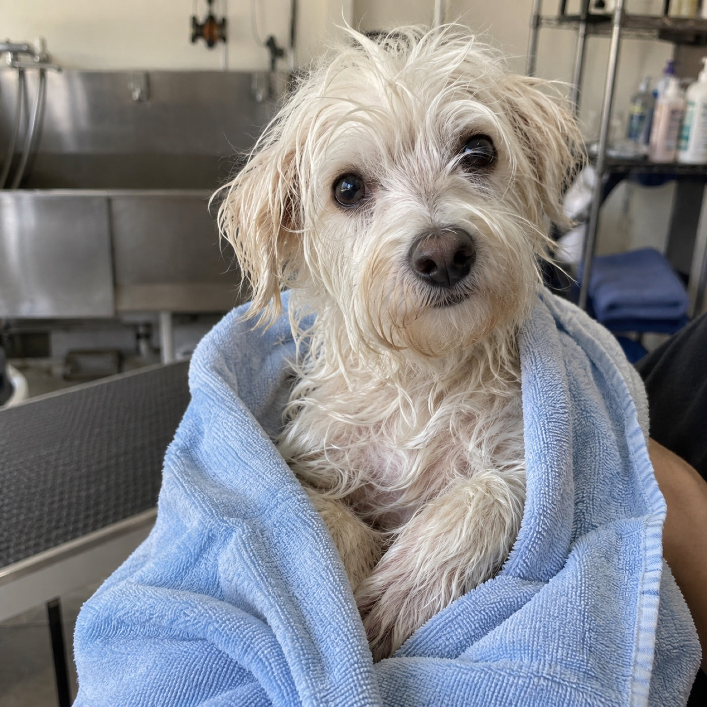Editorial scene of a freshly bathed dog wrapped in a pale blue towel